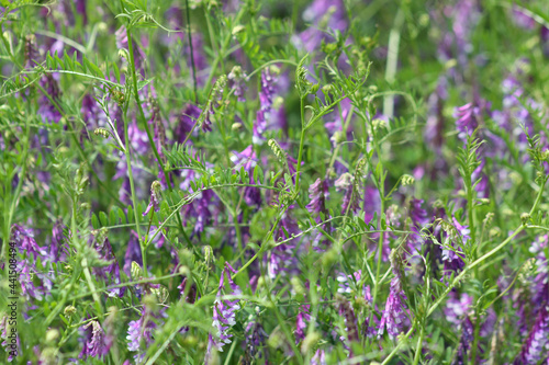 Hairy vetch multiple plants in bloom view of