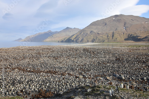 King Penguins breeding colony at St Andrews Bay, South Georgia Island