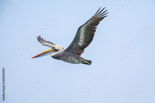 Peruvian Pelican (Pelecanus thagus) in flight against blue sky in the vicinity of Antofagasta, Chile 