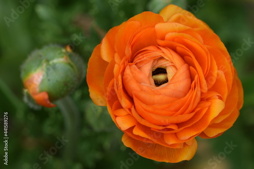 Persian buttercup orange flower, ranunculus flower and bud.