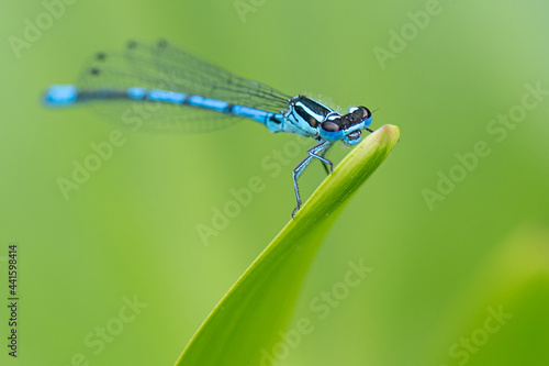 Closeup of a male common blue damselfly