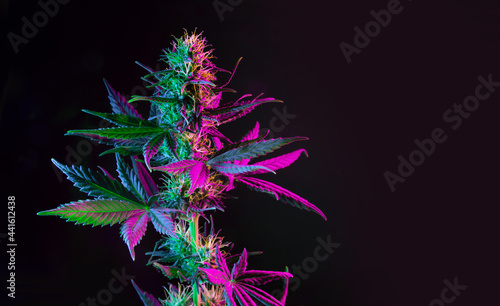 Purple green marijuana plant on black background. Colored neon large leaves and buds of cannabis hemp. Hemp bush and empty space for text