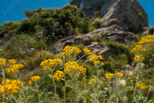 Typische Pflanzen und Gewürze Korsikas