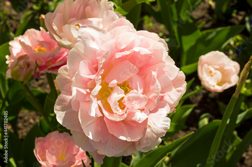 Tulips of the Dreamer species.