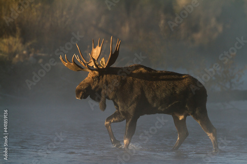 large bull moose crossing river