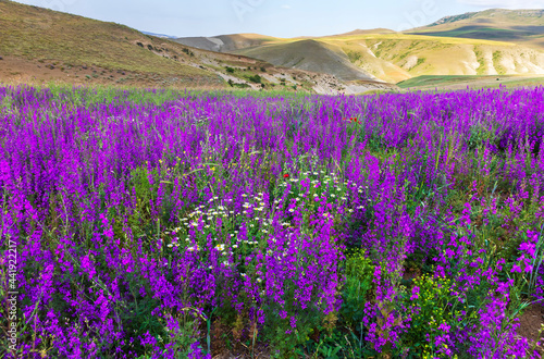 Field of purple wildflowers in summer
