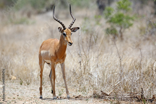 Impala Antelope (Aepyceros melampus). Kruger Park, South Africa