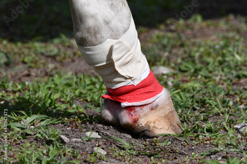 Horse foot showing mud foot or pastern dermatitis after treatment