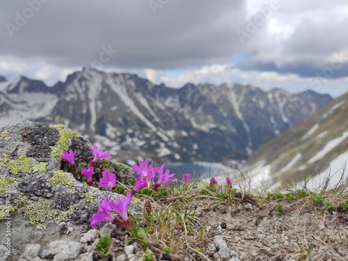 Kwiaty i śnieżne góry