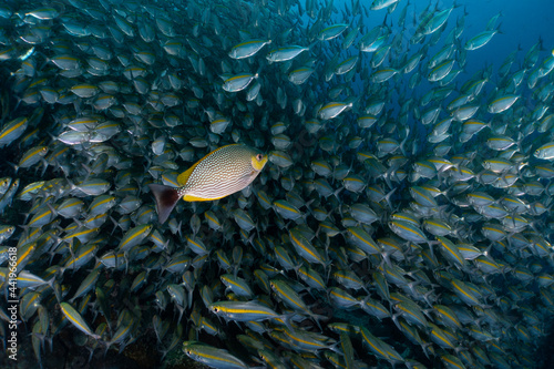 school of fish with a single rabbit fish in the open water, south east asia, thailand