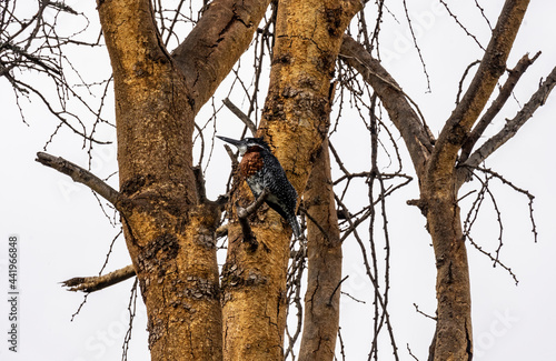 white-necked alcyone sits on a tree near the lake 