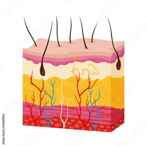 Skin anatomy. Human body skin illustration with parts vein artery hair sweat gland epidermis dermis and hypodermis. Human Cross-section of the skin layers structure