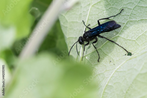 blue mud dauber or blue mud wasp (Chalybion californicum)