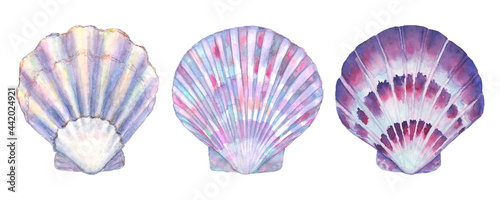 Seashell set watercolor illustration. Watercolor hand drawn sea shells isolated on white background