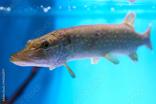 Northern pike or Esox lucius is freshwater predatory in aquarium fish tank.
