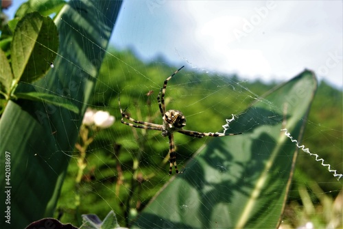 spider in its web among the babana leaves