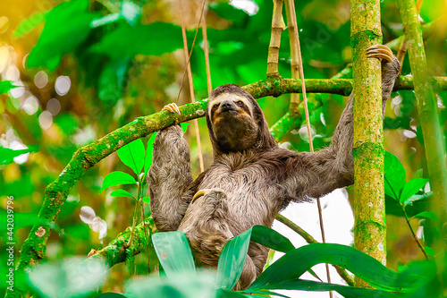 Three toed sloth.Bradypus variegatus.Quindio Colombia