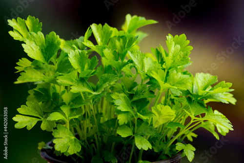 bunch of fresh organic Celery (Apium graveolens) 