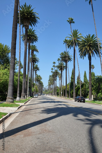 the famous palm tree street in beverly hills, between north santa monica boulevard and sunset boulevard avenues, los angeles, california