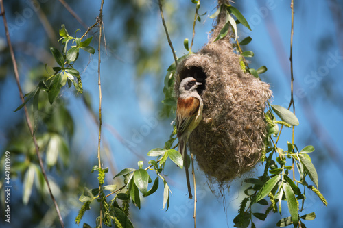 Cute little bird European penduline tit sits on the nest
