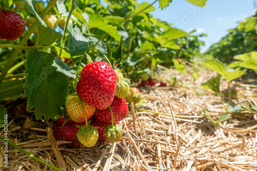 Rote erdbeere an Erdbeerpflanze mit Stroh im Redbeerfeld.