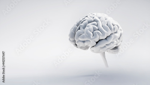 Isolated brain on white background with copy space 