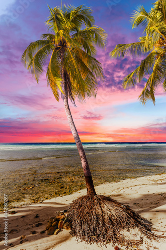 Beautiful vivid sunset over the coco palm in Barbados