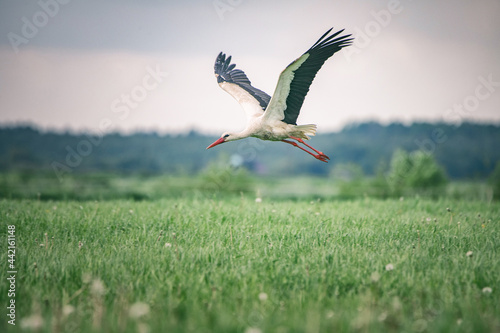 A beautiful stork hovers over a green meadow.