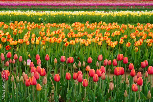 View of a colorful tulip field with flowers in bloom in Cream Ridge, Upper Freehold, New Jersey, United States