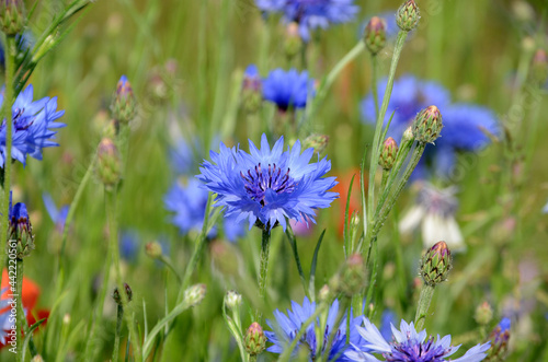 View into a field with flowers sn several colors, but with focus on a blue cornflower