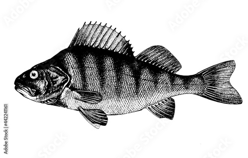 Bass, Perca fluviatilis. Fish collection. Healthy lifestyle, delicious food. Hand-drawn images, black and white graphics.