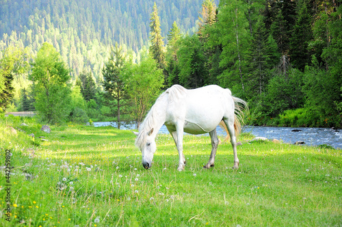 A young white mare will peacefully settle on the bank of a mountain river.