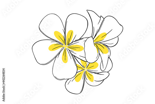 Frangipani or plumeria tropical flower. Yellow and white frangipani isolated in white background. Outline vector illustration