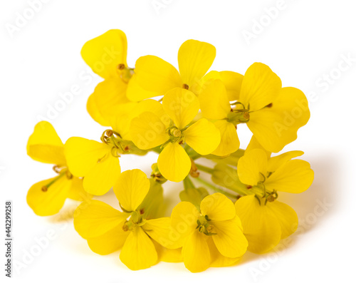 Yellow Wallflowers