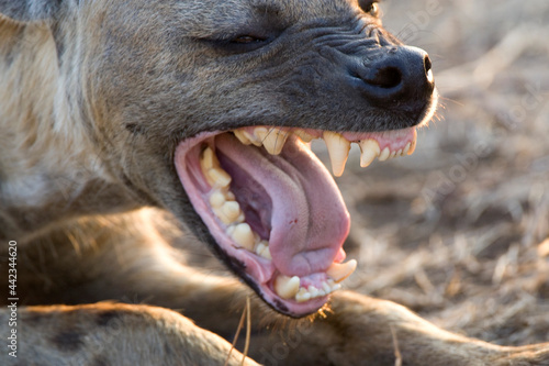 Gevlekte Hyena, Spotted Hyena, Crocuta crocuta