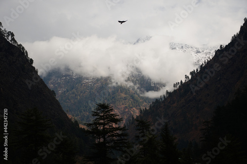 Eagle in Himalayas