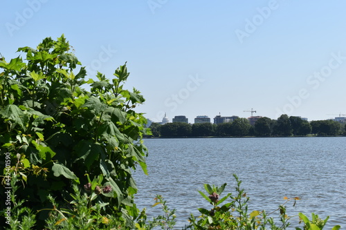 Washington, DC, USA - June 28, 2021: Washington, DC skyline, featuring the U.S. Capitol Building, as seen from the Potomac River, framed by the leaves on a tree on the river bank