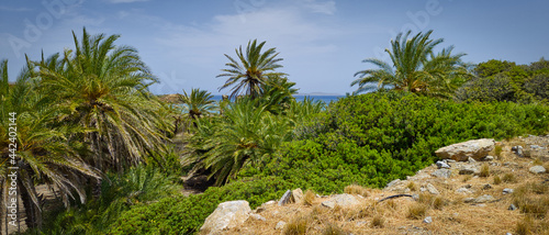 PLAŻA Z PALMAMI. PLAŻA VAI NA WYSPIE KRETA, GRECJA. 