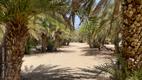 PLAŻA Z PALMAMI. PLAŻA VAI NA WYSPIE KRETA, GRECJA. 