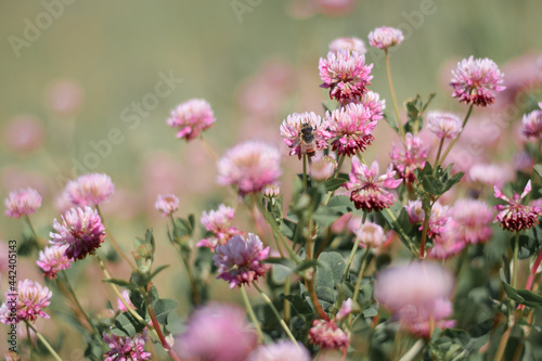 Bee sitting on red clover flowers
