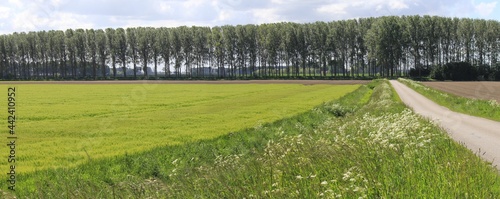 a beautiful green rural landscape with a wheat field with trees and a road in springtime