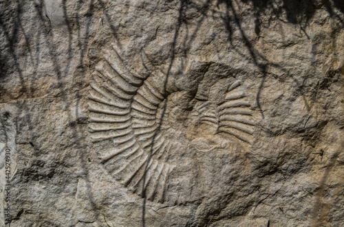 Possil ammonite in Ojcowski National Park, Poland