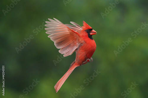 Northern Cardinal perching on branch or flying up to bird feeder for a bite of sunflower seeds