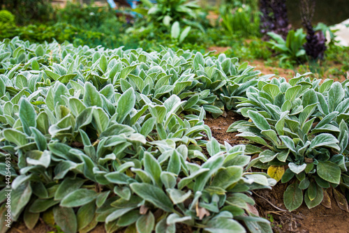 Plantação de peixinho-da-horta (Panc - planta alimentícia não convencional)