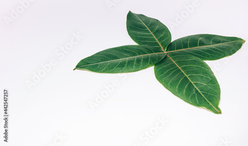 green leaves on a white background. place for text. nature concept