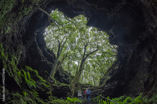 tree inside Pico island gruta das torres lava tunnels