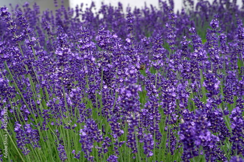 Lavender flowers in blossom as background in springtime. There are some bees on the flowers. 