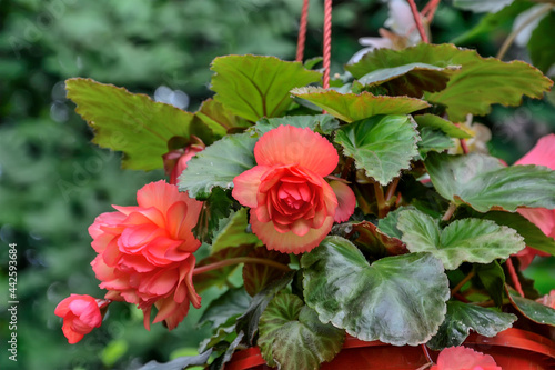 Bright red big flowers of tuberous begonias (Begonia tuberhybrida) in the garden