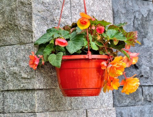 Bright orange-yellow big flowers of tuberous begonias (Begonia tuberhybrida) in flowerpot