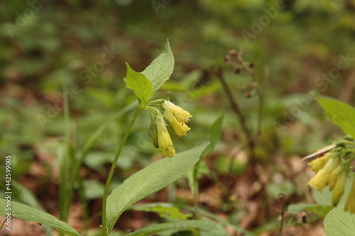 Symphytum tuberosum, Żywokost bulwiasty, Tuberous comfrey